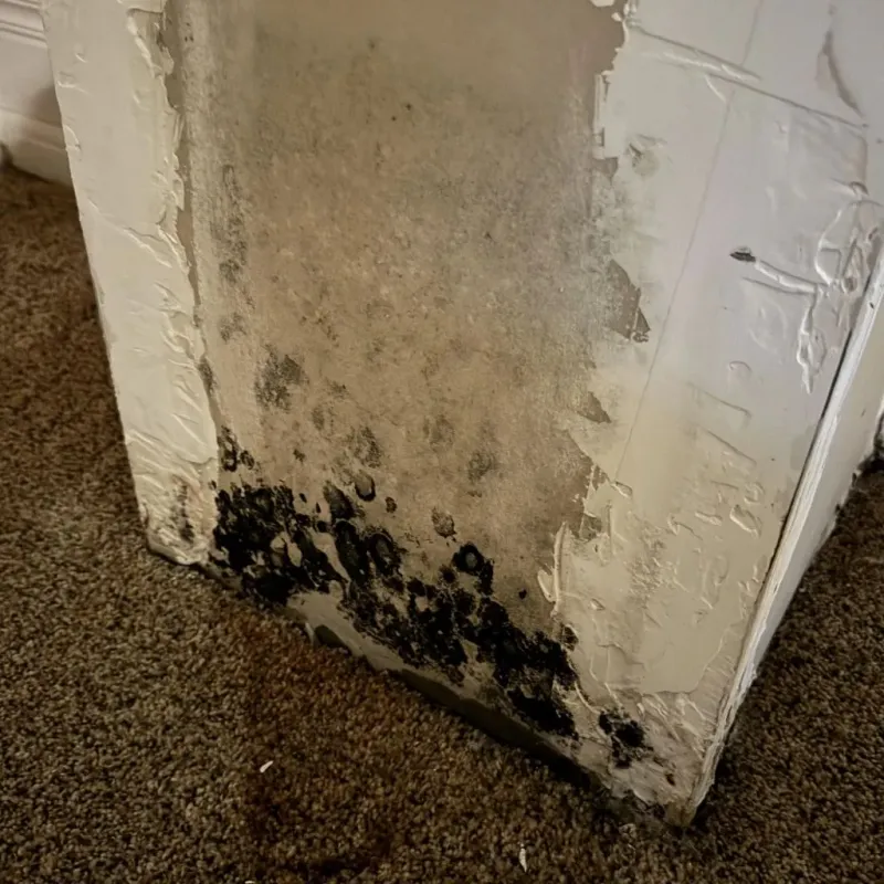 Professional Mold Removal in Zebulon, NC